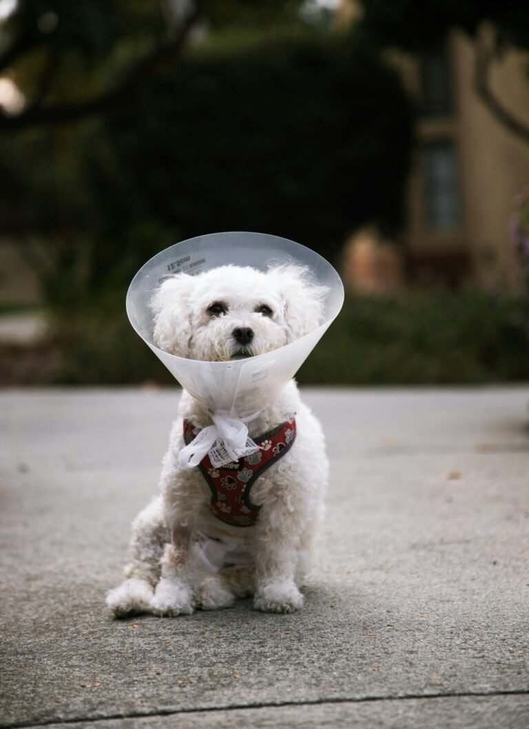 Chien portant une collerette pendant sa convalescence