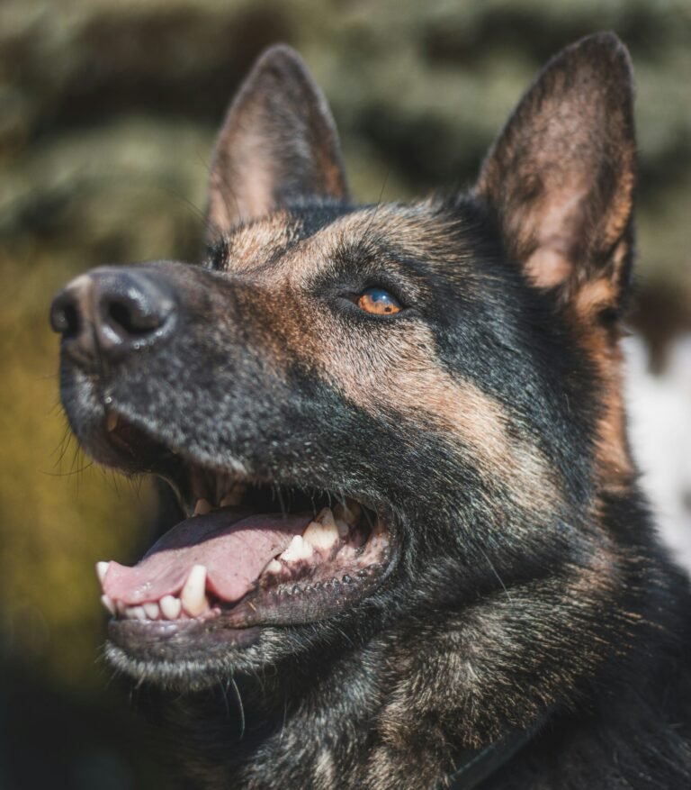 Vue rapprochée des dents d’un chien
