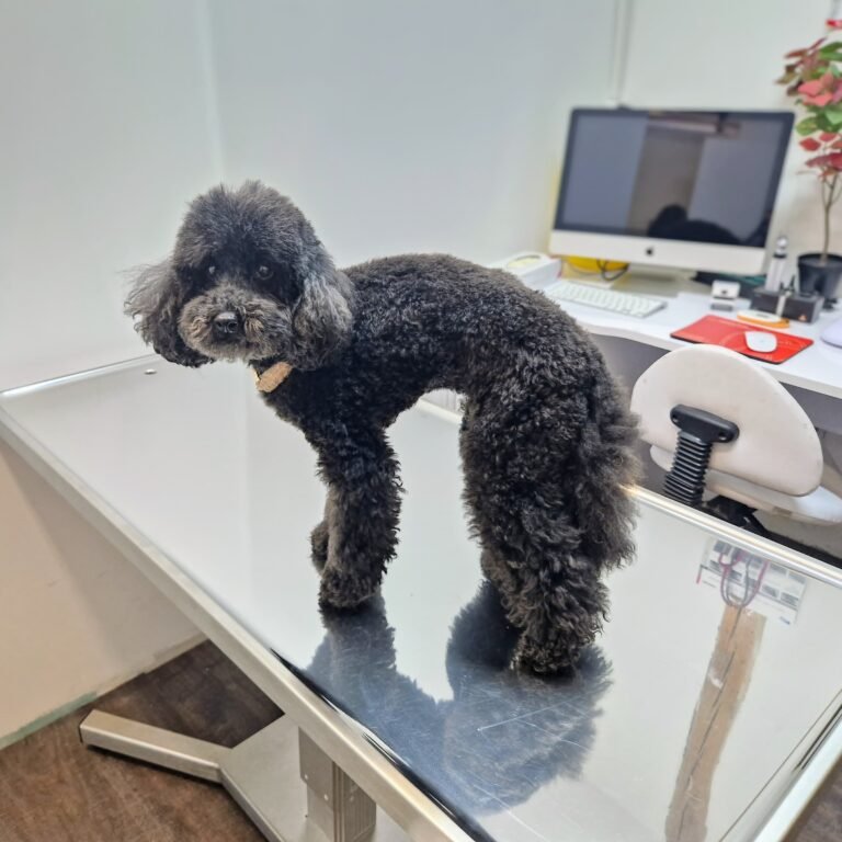 Chien sur une table d’examen vétérinaire