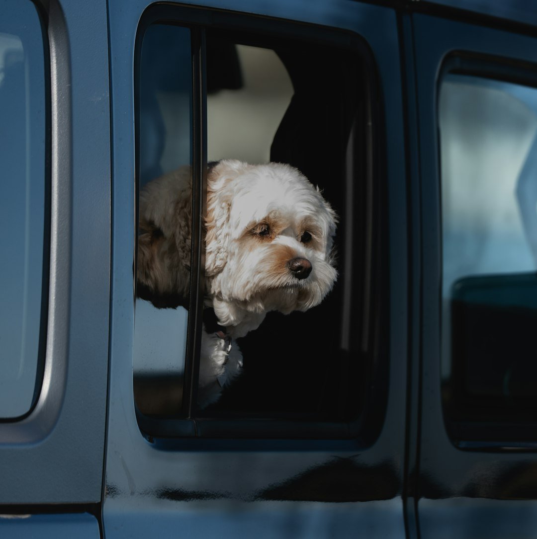 Chien en voyage illustrant les démarches de passeport et certificats